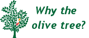 why-olive-tree